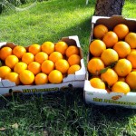 arance sicilia di franco