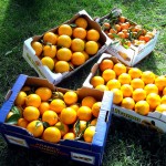 arance sicilia di franco